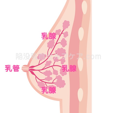 乳房内の乳管と乳腺の図解